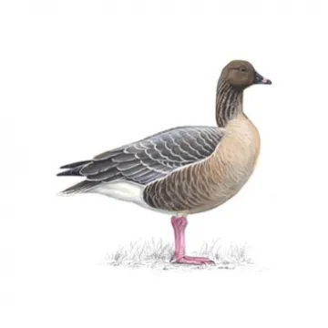 pink-footed-goose_1200x675