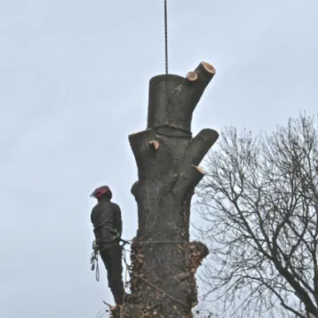 Tree removal 9
