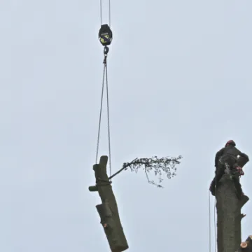 Tree Removal 12