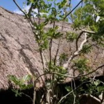 IMG 4757