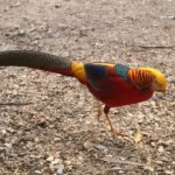 20060509 0027
