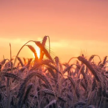 Wheat field in evening