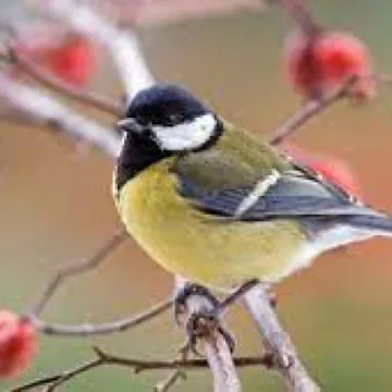 Male Great Tit