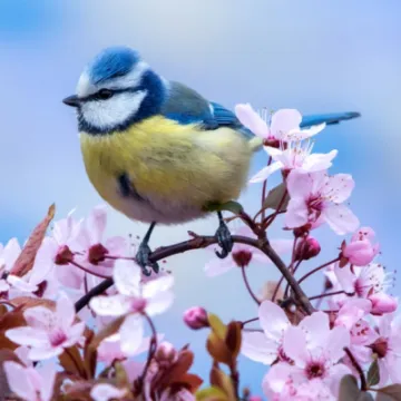 Blue tit and blossom