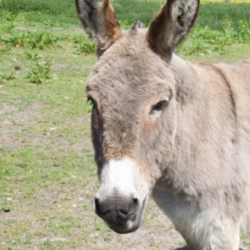 Donkey