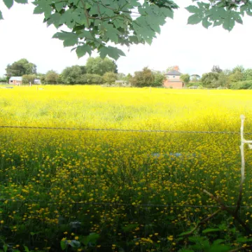 Buttercups In Hedge