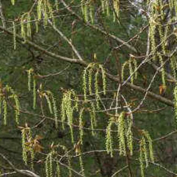 Black Poplar Female Catkins