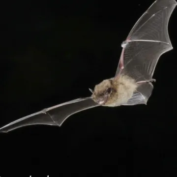 Pipistrelle in flight