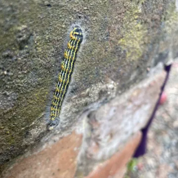 Image: 171CF76A-07AE-4B47-8294-A9EBE7374D56