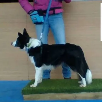 Cora 4 feet with DPUK sign