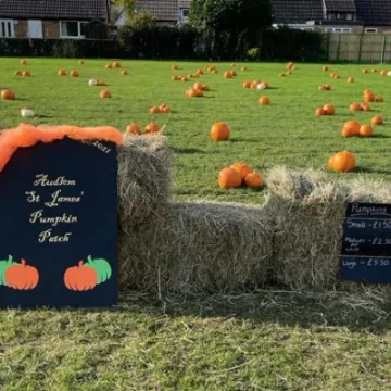 Pumpkin Patch 4