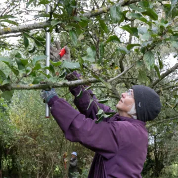 High reach loppers in action
