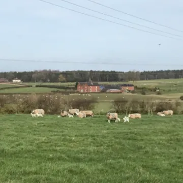 Spring Lambs