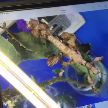 Screenshot 2022-03-21 at 17-20-36