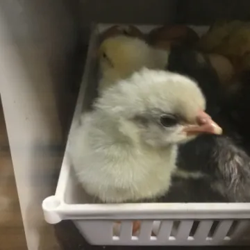 Chicks 5