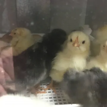 Chicks 6