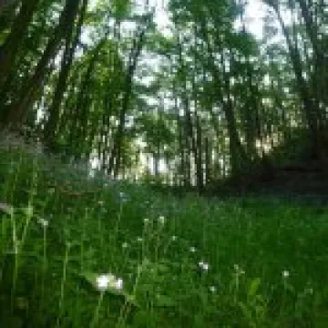 Morning Sun Breaking Through