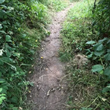 Path 11a