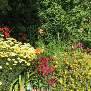 Crocosmia, Lilies, Daisies