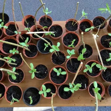 F2DB7F6E-CBFB-4B69-84C6-5006303D6BD7