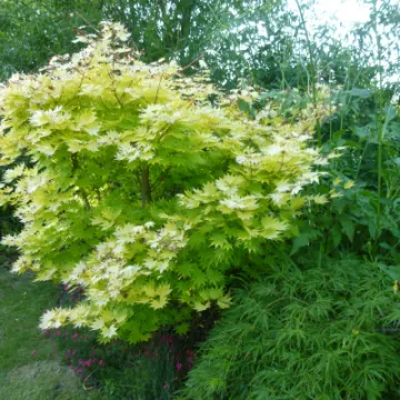 Flower Club Firs Garden June 2023 MD P1040282