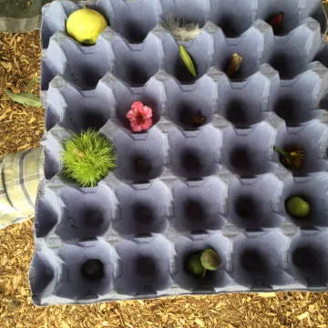 Pearl Forest School 2