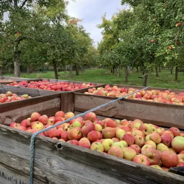 Applecross Apples2