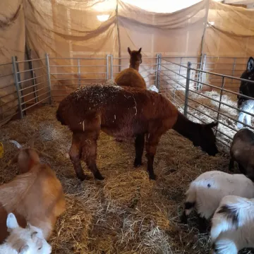 Animals in Our Live Nativity Stable