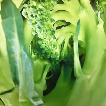 Macro photography 5