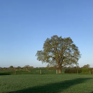 Foxes Bank 9