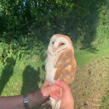 2024 Barn Owl Chicks