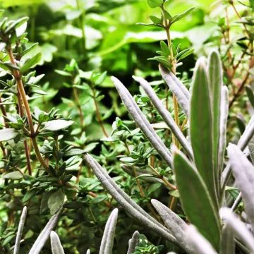 Herb plants