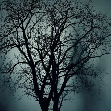 Trees, silhouettes, mysterious
