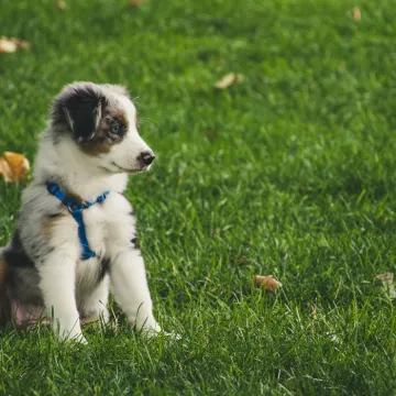 White and Gray Australian Shepherd Puppy Sitting on Grass Field