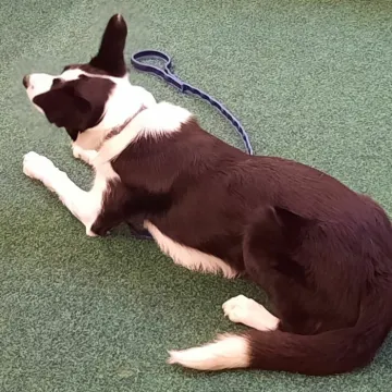 Tarvin Online &ndash; 20241106_19444