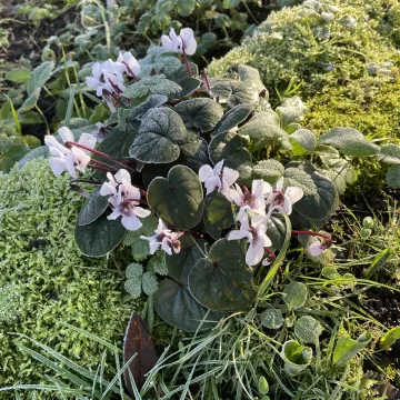 Cyclamen coum