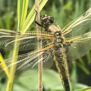 dragonfly