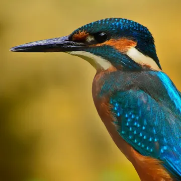 Kingfisher perched on a branch