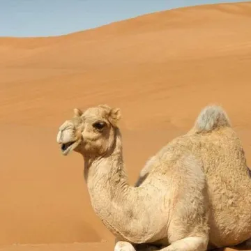 Camel, sahara, sand