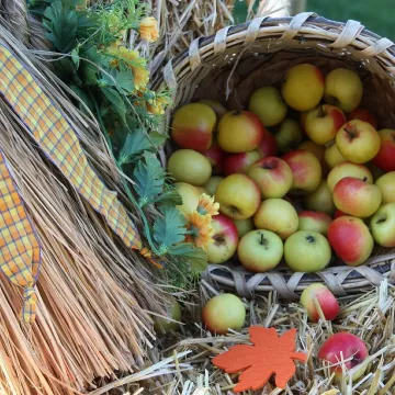 Apples, regional customs, fruit, tradition, need, fall, need old, folk festival, basket, fruit basket, healthy, food, yummy, fresh, vitamins, ripe, apple, meal, decorative, harvest, picked, nature