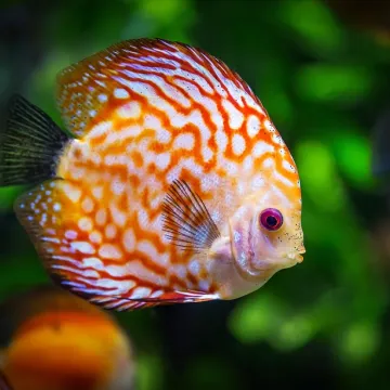 Discus fish, fish
