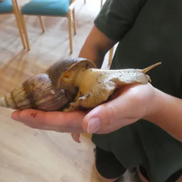 Snail