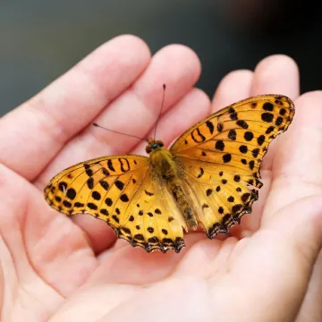 Butterfly, insects, hand, nature, wing, butterfly, butterfly, butterfly, butterfly, butterfly