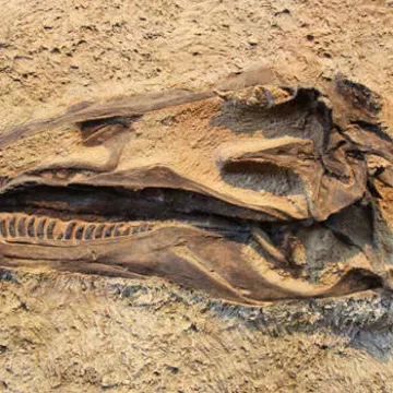 Dinosaur-Fossil