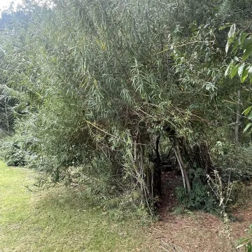 willow structure