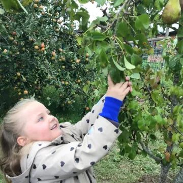 Apples