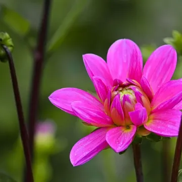 Dahlia, beautiful flowers, nature, flower wallpape