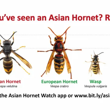 1 Hornet