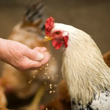 Close-up of a rooster eating grains from a person's hand in a rural farm setting.