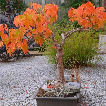 RR Bonsai Maple F7970